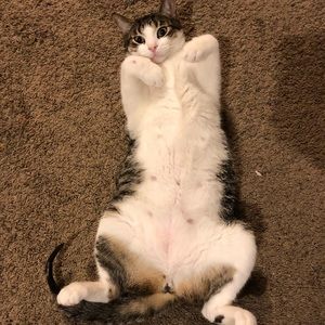 Meet your Posher, Nadelle